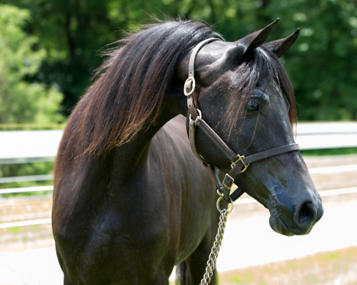 A black horse in a stable.